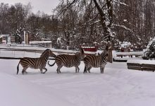 foto ZOO Liberec