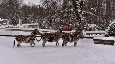 foto ZOO Liberec