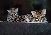 margay foto Šárka Kyselová