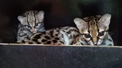 margay foto Šárka Kyselová