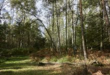 pokračuje přes státní hranici divokými lesy