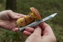 které jsou na podzim plné hub. Nejlépe se čistí čím? Přeci mikulášovickou rybičkou.